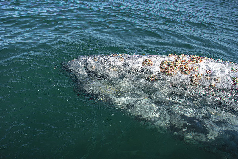 灰鲸(Eschrichtius robustus)在墨西哥太平洋沿岸下加利福尼亚州的阿道夫·洛佩兹·马特奥斯(Adolfo Lopez Mateos)的冬季分娩泻湖中。